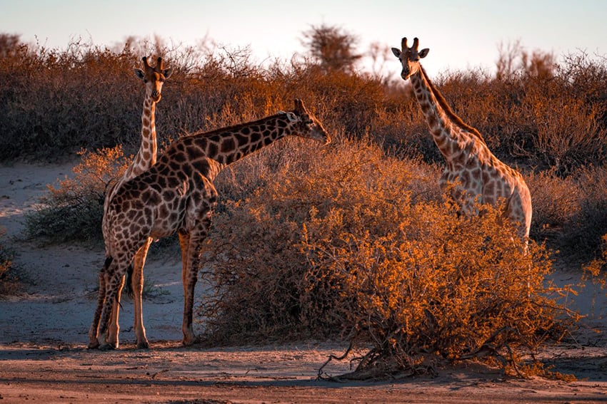Giraffes in the Gondwana Kalahari Park web