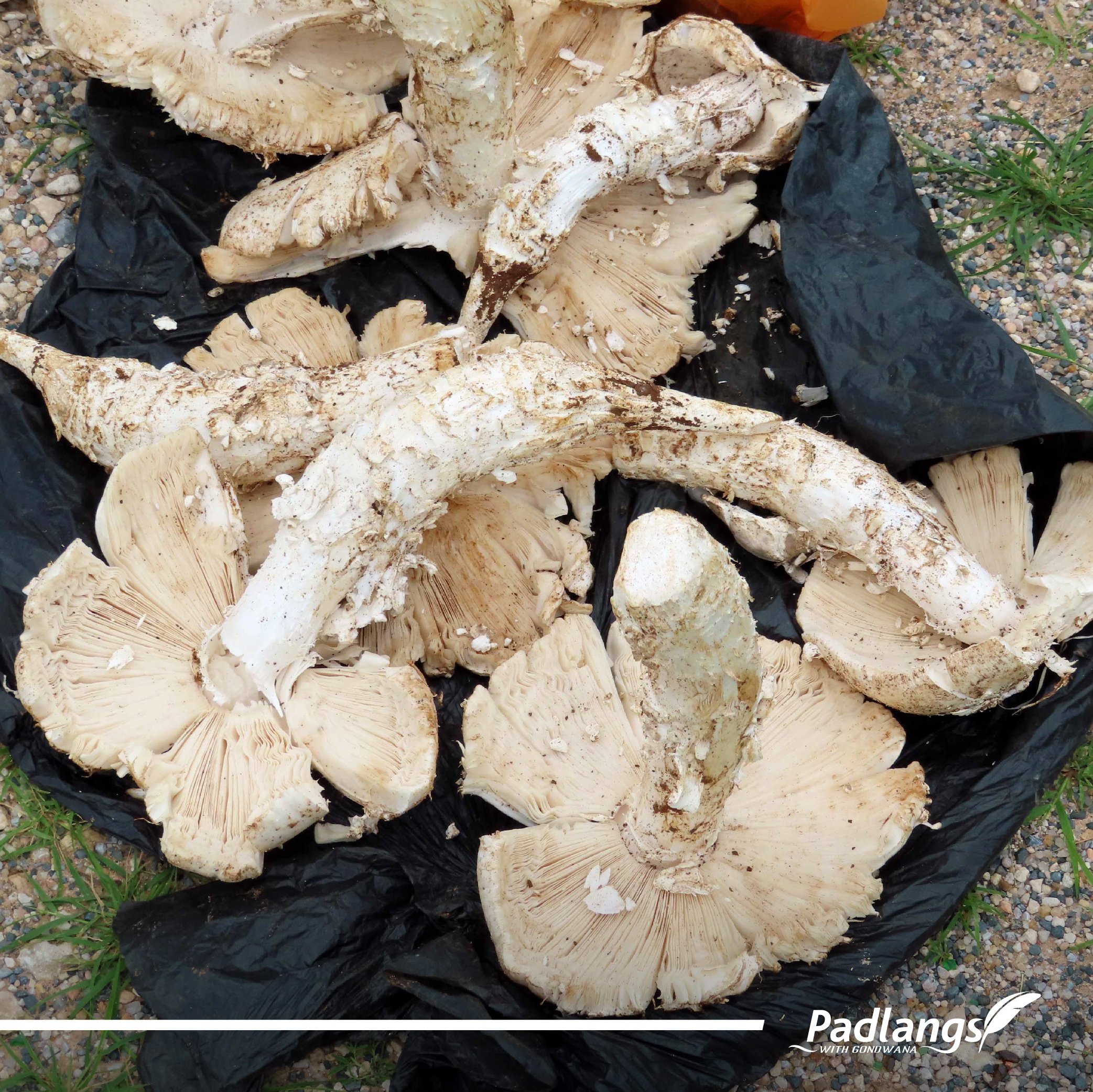 03_Feb - Omajowa - A green season treat-03