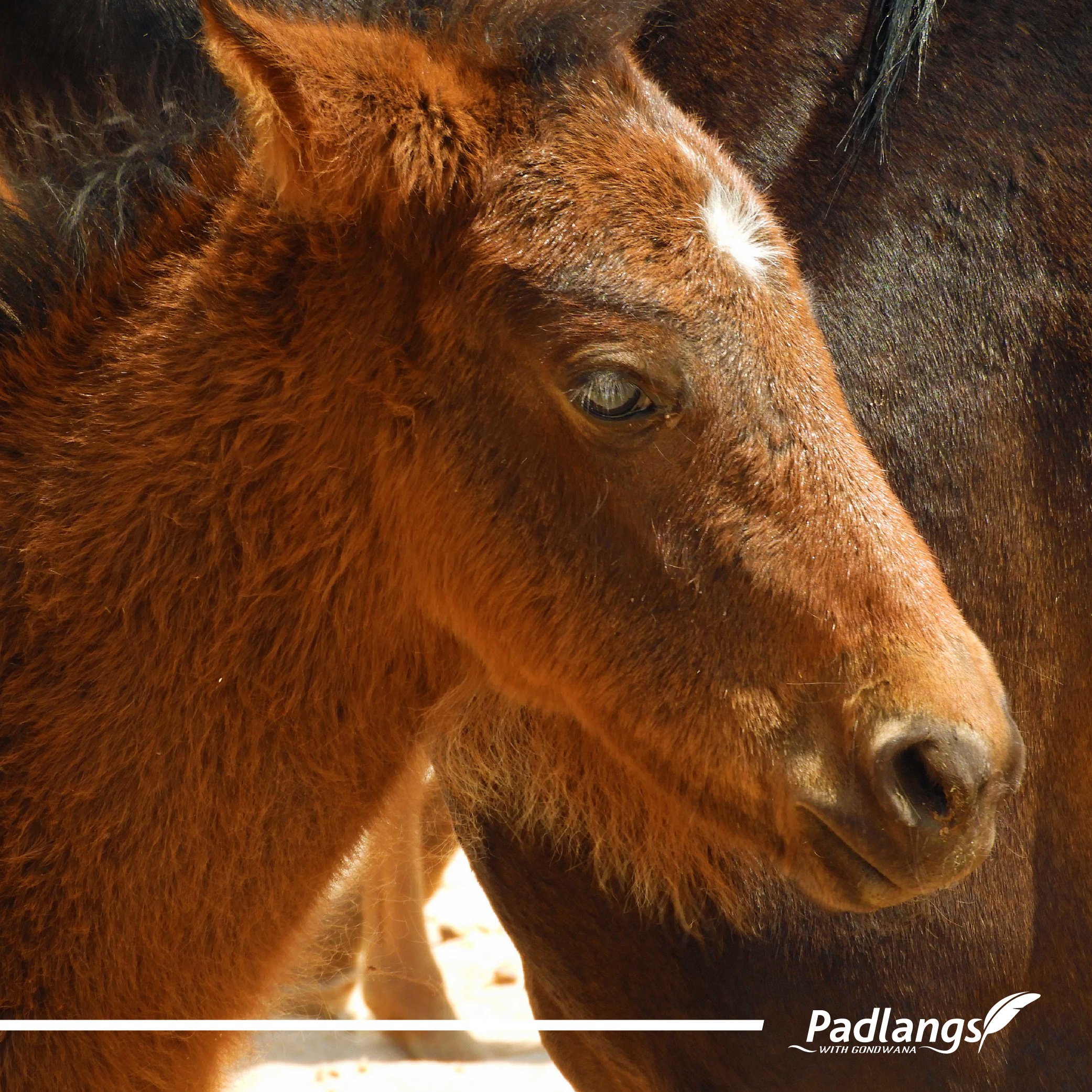 15_On the road again 5 - Diamonds, wild horses & beauty-02