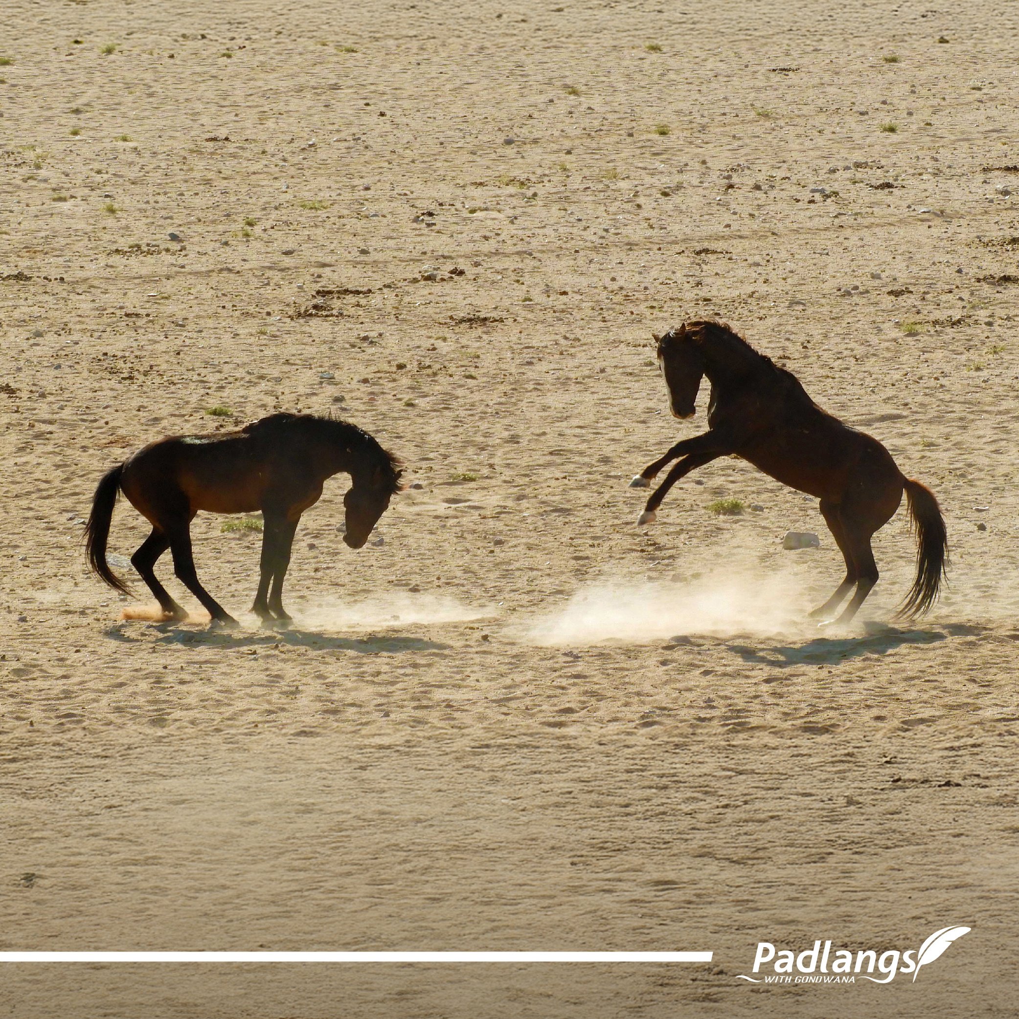 15_On the road again 5 - Diamonds, wild horses & beauty-04