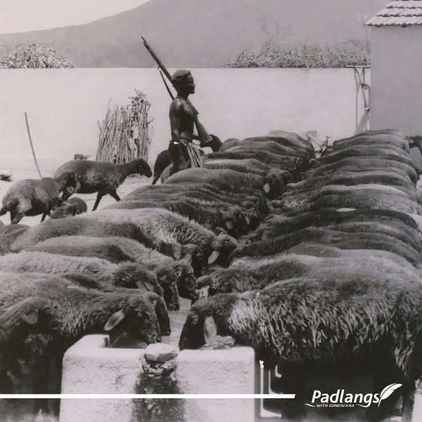 Karakul farming in Angola