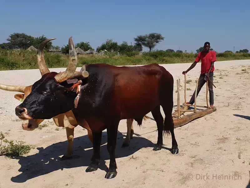 Kavango web_3