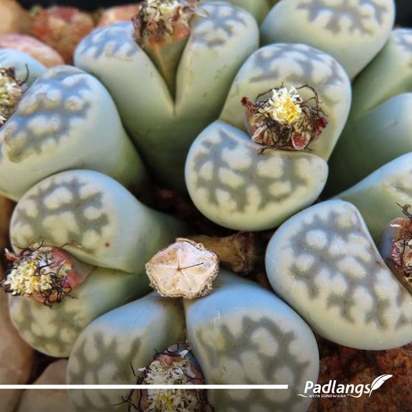 Lithops