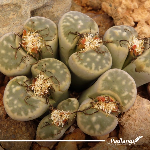 Lithops
