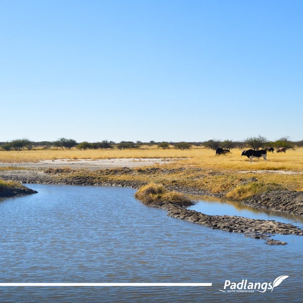Omadhiya Wetland Complex, a name which means ‘place of many water dams’