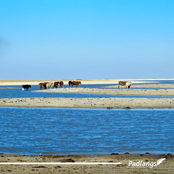 Omadhiya Wetland Complex