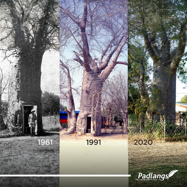 The baobab toilet of Katima Mulilo over three years