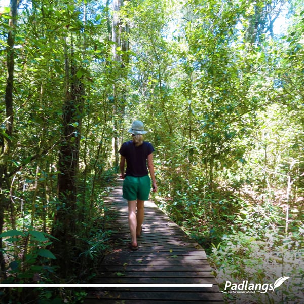 17_Pic of the week (King Edward Big Tree)-02-1