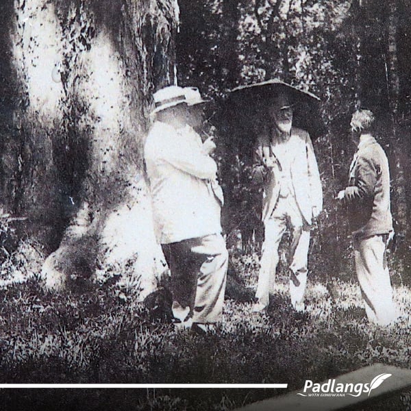 17_Pic of the week (King Edward Big Tree)-03-1