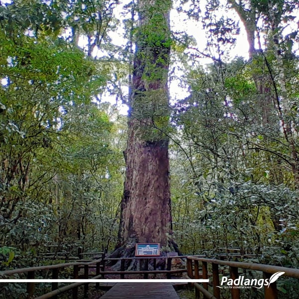 17_Pic of the week (King Edward Big Tree)-04-1