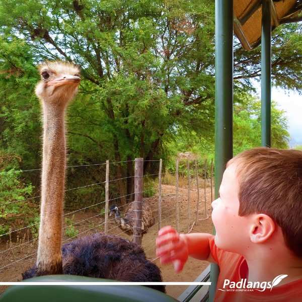 Ostrich farm in Oudtshoorn, South Africa