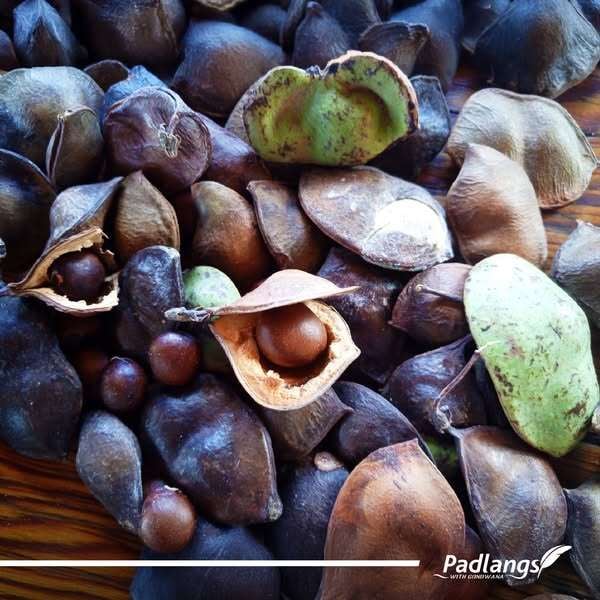 gemsbok beans, also known as morama/marama (Tswana), elandsboontjie/braaiboontjie/maramaboontjie (Afrikaans), maramama (Tsonga), cuxwe (Naro), tsi-tsin (!Kung) and gami (Khoi).