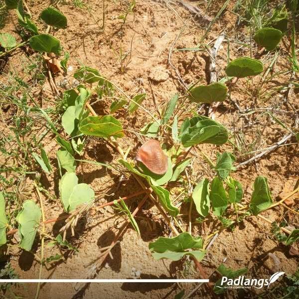 Plant of gemsbok beans, also known as morama/marama (Tswana), elandsboontjie/braaiboontjie/maramaboontjie (Afrikaans), maramama (Tsonga), cuxwe (Naro), tsi-tsin (!Kung) and gami (Khoi).