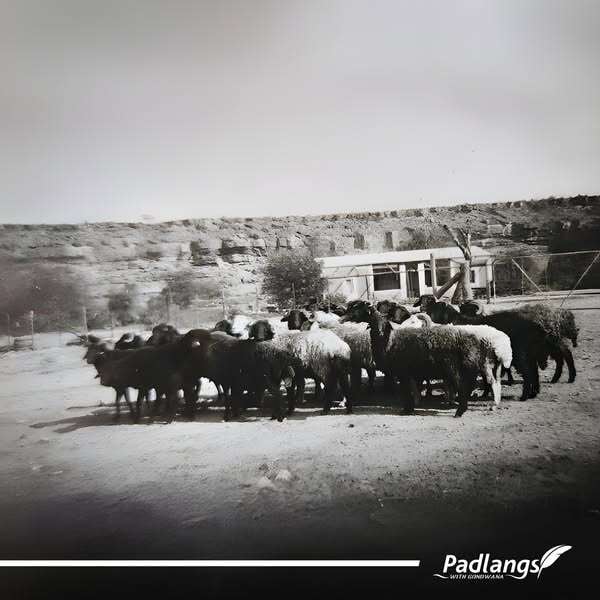 Farming karakul sheep, selling the pelts to the co-op in Keetmanshoop