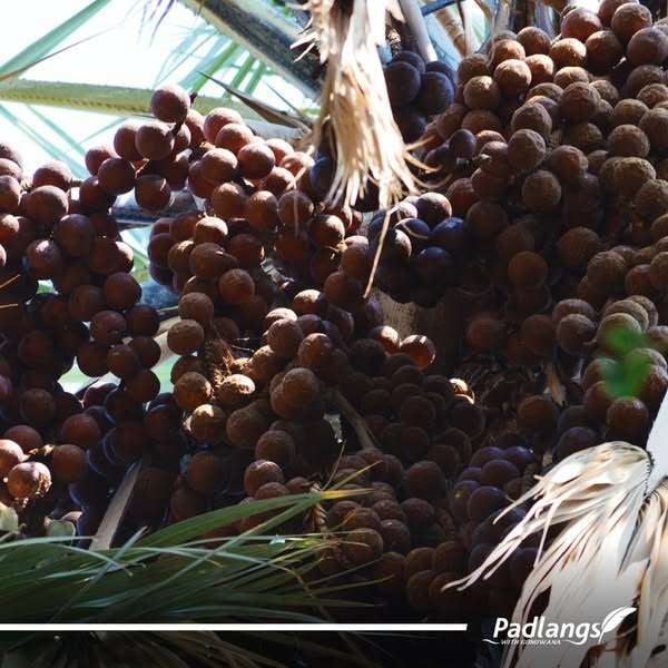 The Omulunga, commonly also known as the makalani palm (Hyphaene petersiana)