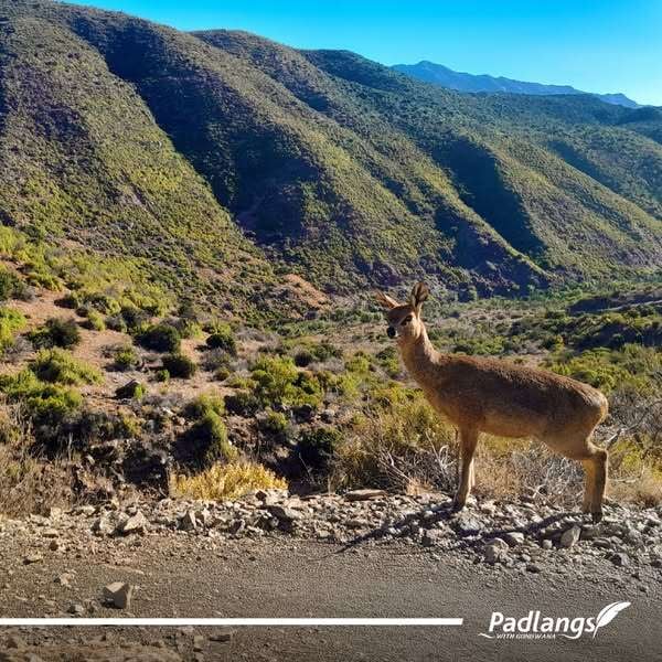 Animals that are found at Gamkasklof