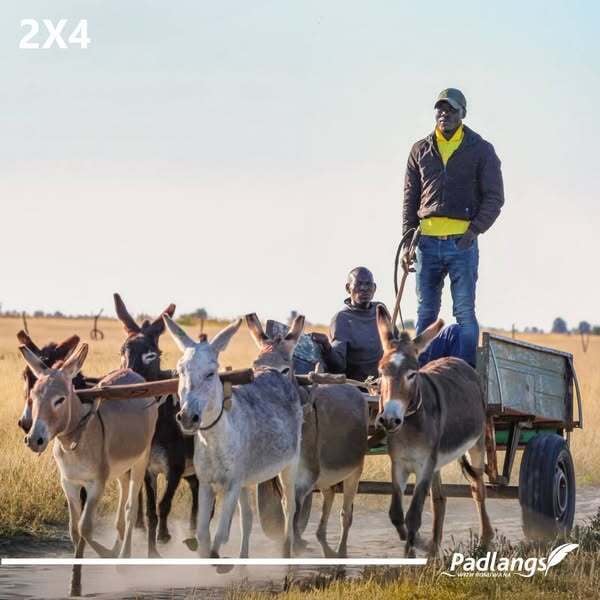 Donkey cart with 4 donkeys