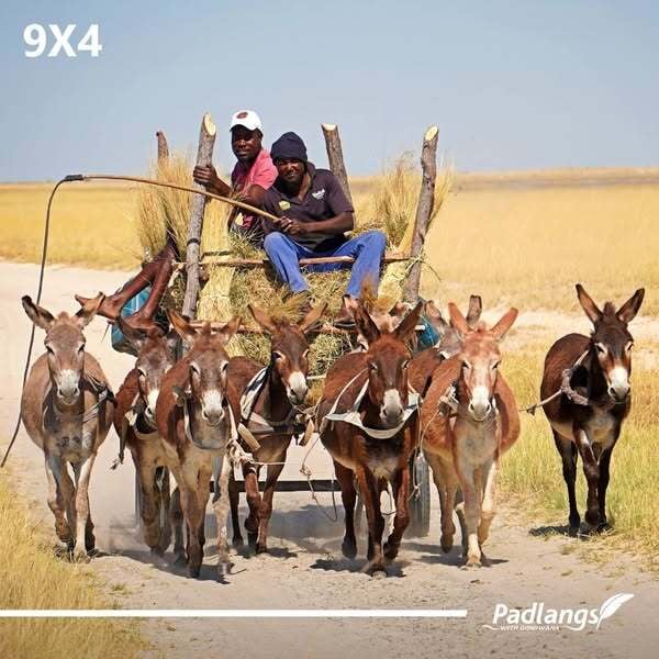 Donkey cart with 9 donkeys