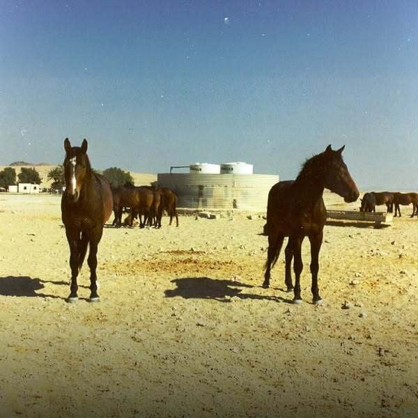Wild Horses in Namibia