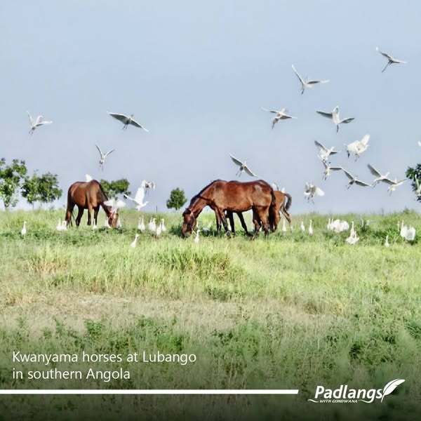 Kwanyama horses at Lubango
