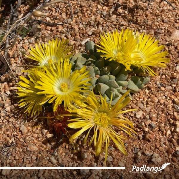Yellow flowers in Aus