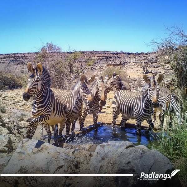 Zebras at waterhole