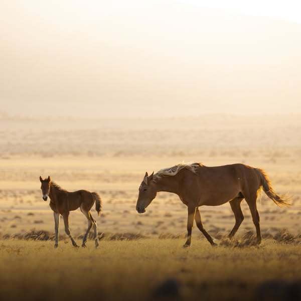 Horses of the Namib