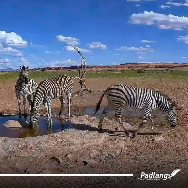 Zebras at waterhole
