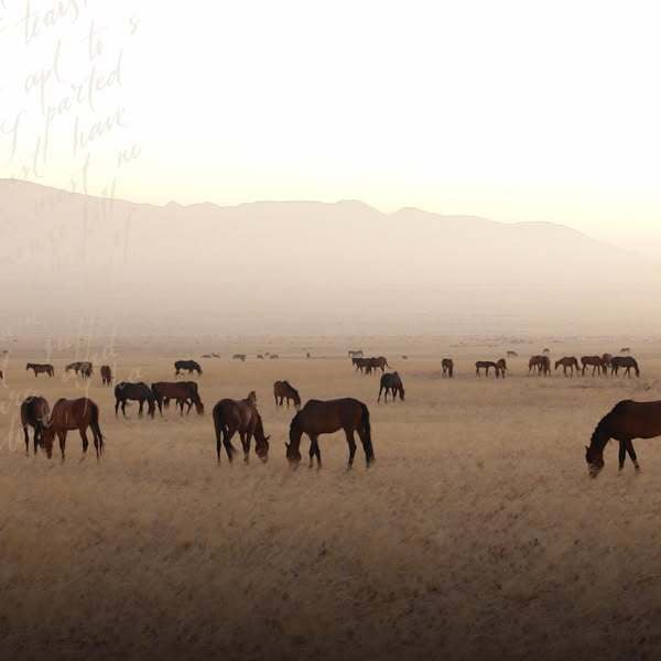 Horses of the Namib