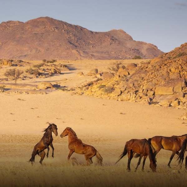 Horses of the Namib