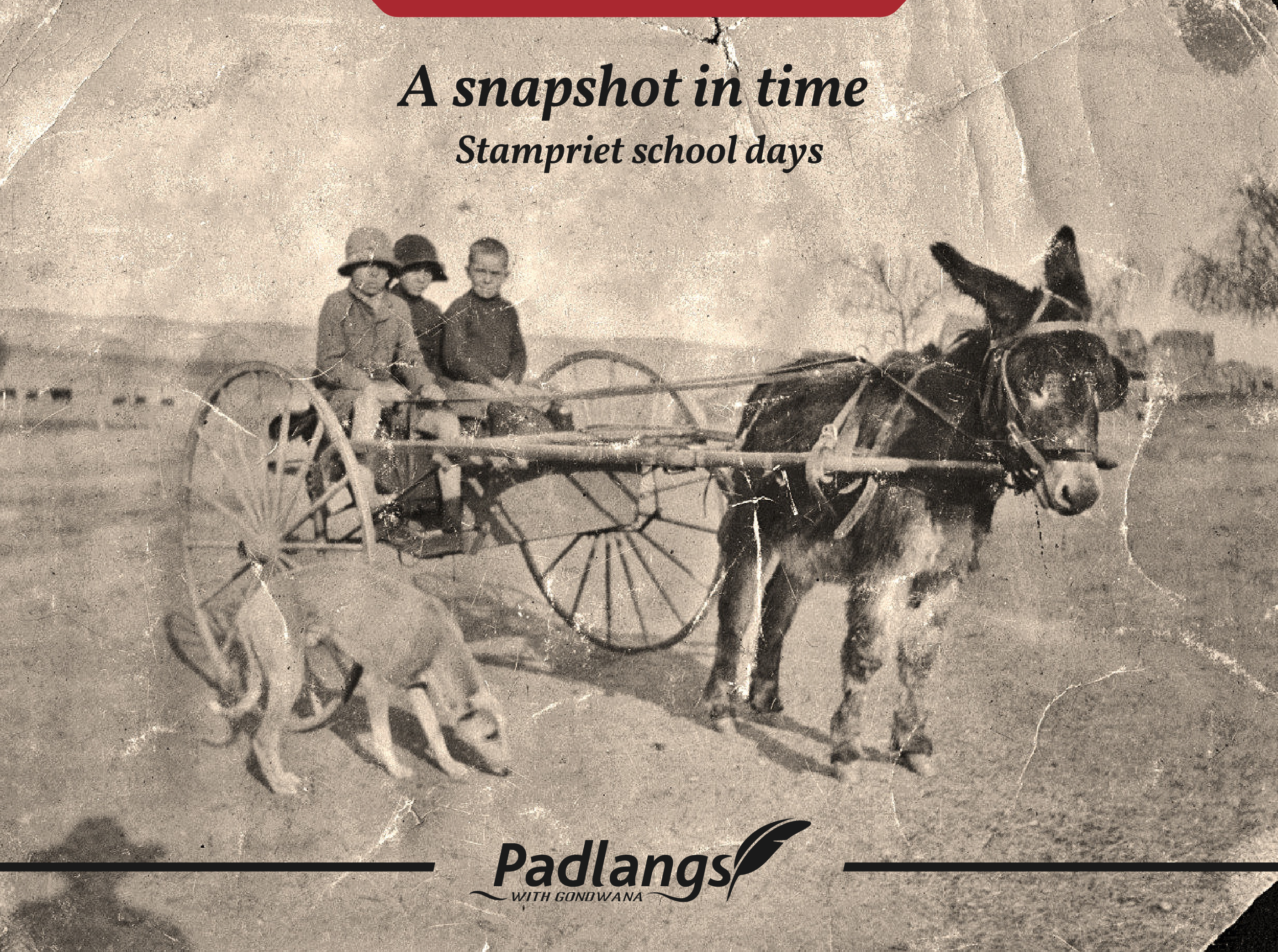 Donkey cart with school children, 1920ies, Namibia