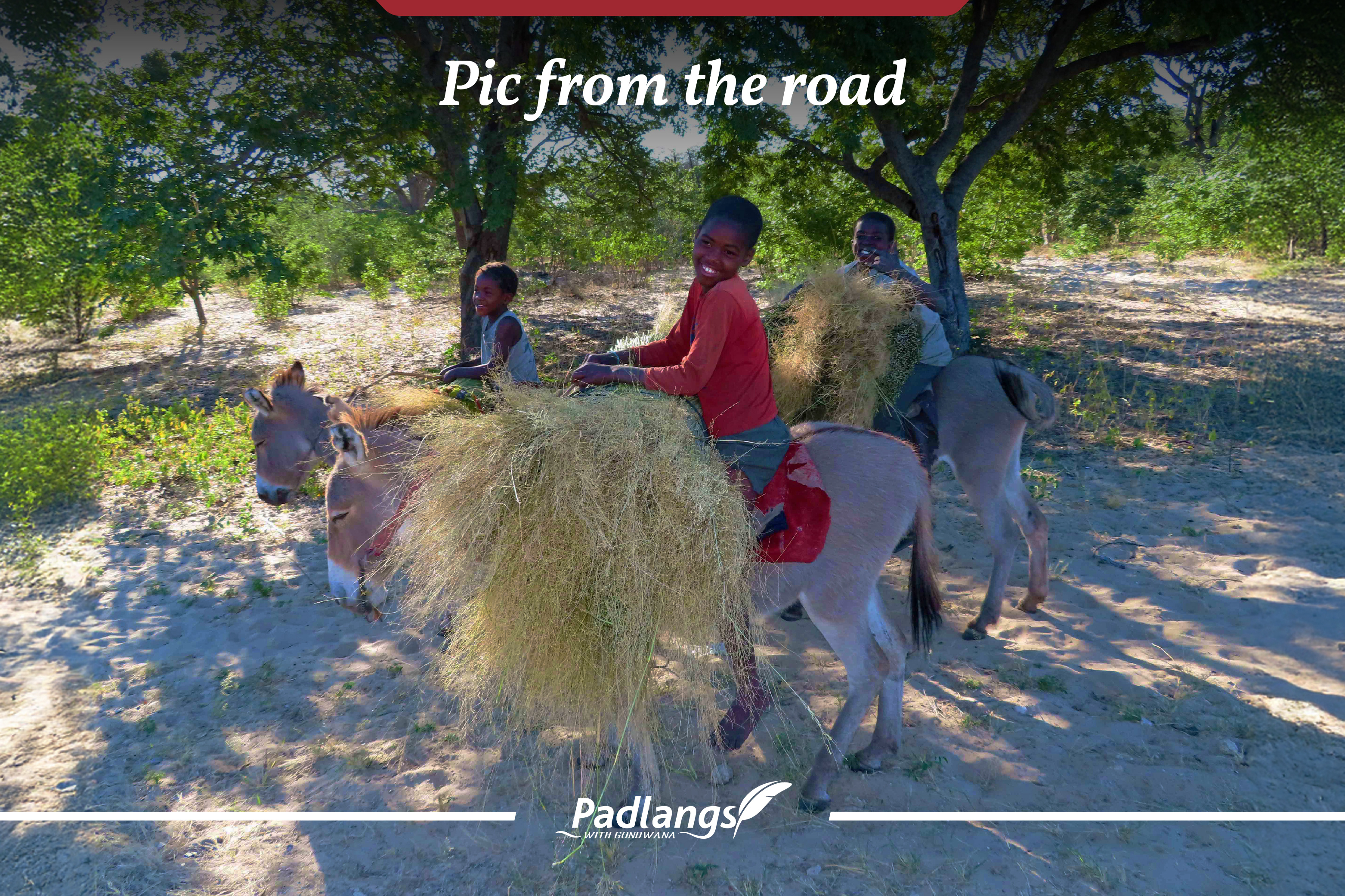 Donkey transports grass, Namibia