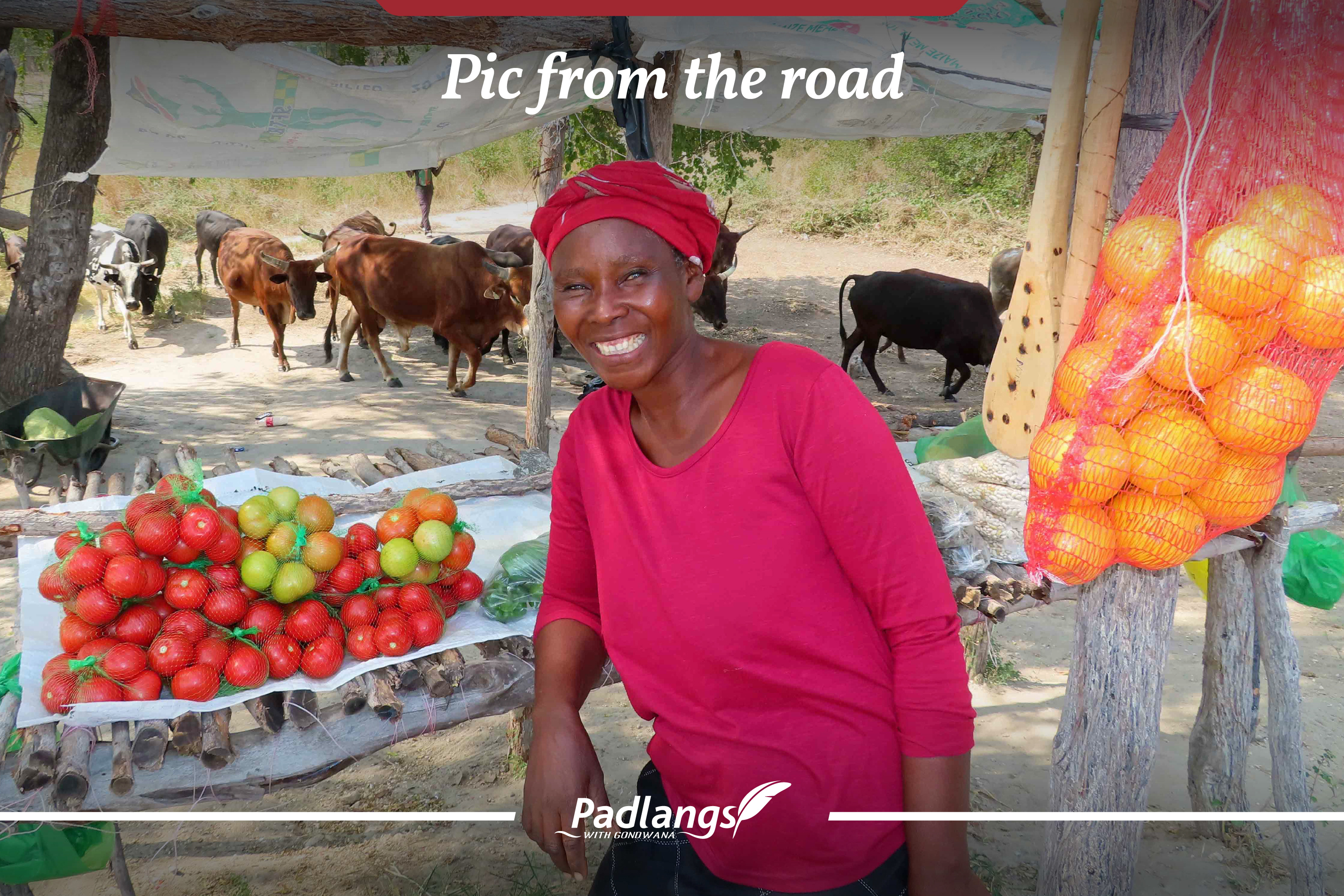Samiling Namibian woman, fruit, cattle