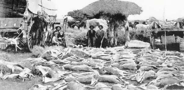 Men with springbok that were hunted