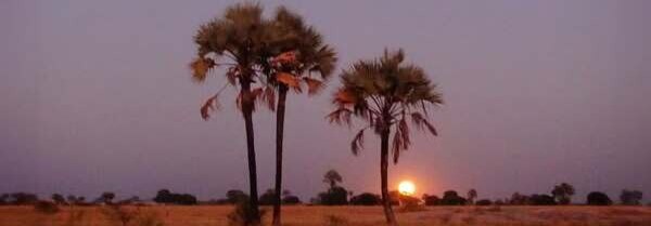 Makalani trees over the reflection of the sunset