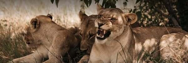 Herd of lions under tree at Etosha National park