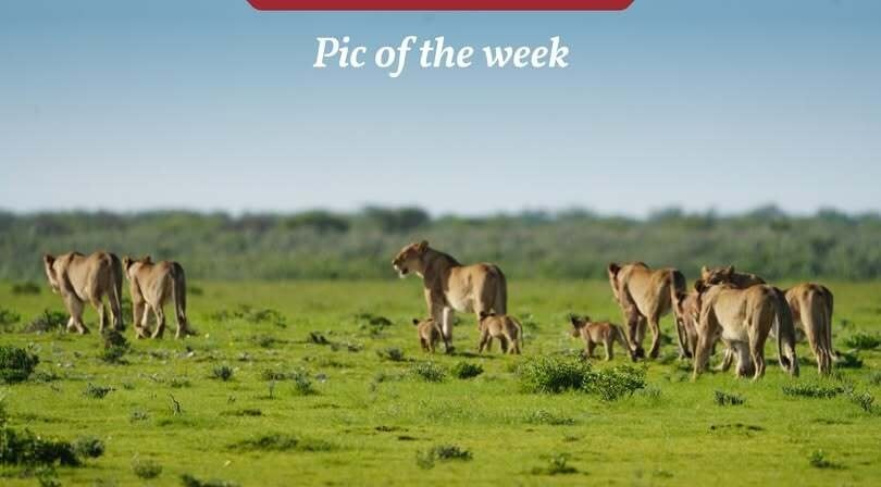A pact of lions in Etosha National Park
