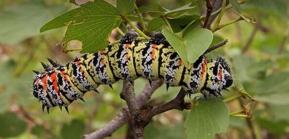 Mopane worm harvesting in Northern Namibia