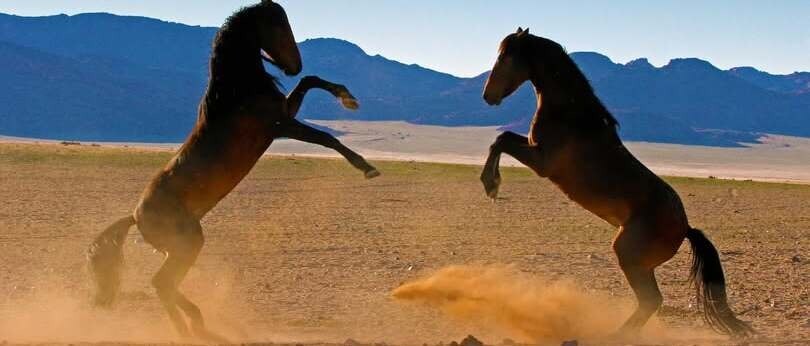 Wild Horses in Namibia