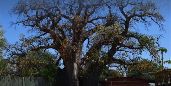 Ombalantu Baobab tree in Outapi