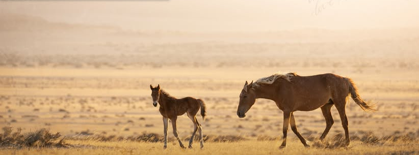 Wild horses in the Namib Desert
