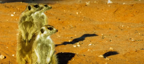 Meerkat Sanctuary