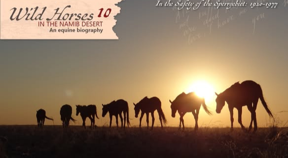 Wild horses of the Namib