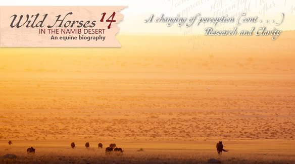 Horses of the Namib