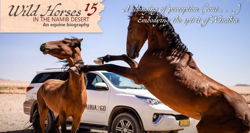 Wild horses in the Namib