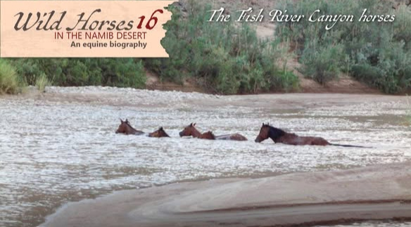 Wild Horses in Namibia