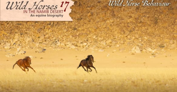 Wild Horses in the Namib Desert