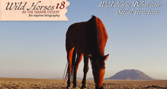 Wild Horses in the Namib Desert