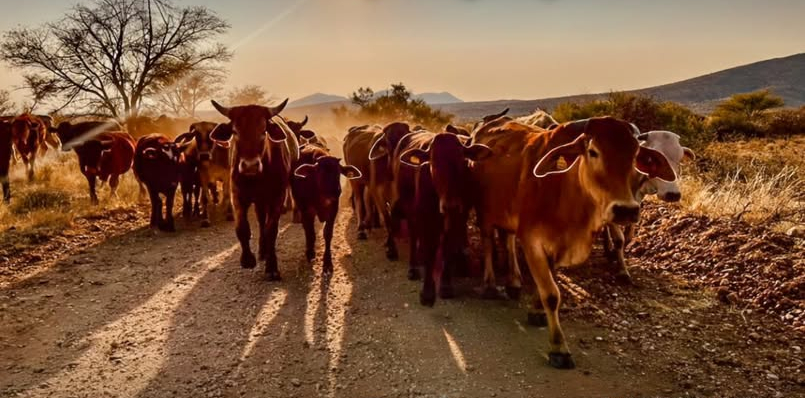 Namibia's strict measures to prevent the spread of BEK disease