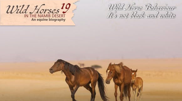 Wild Horses in Namibia